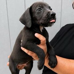 Iron man - Black and white male Great Dane puppy in Florida from Beachside Kennels