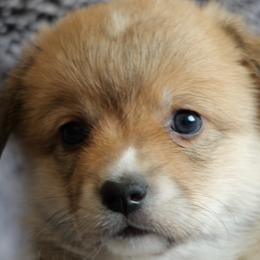 Cheez-it - Red female Pembroke Welsh Corgi puppy in California City, California from PiffNPuffcorgis
