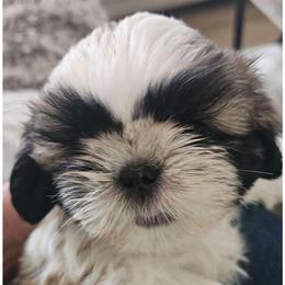 Felix - Black gold and white male Shih Tzu puppy in Corona, California from Trinity Shihtzu's So Calif