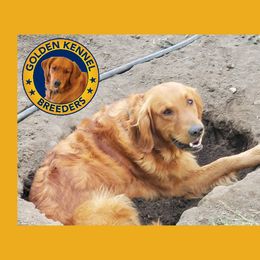 Jameson - Golden Retriever