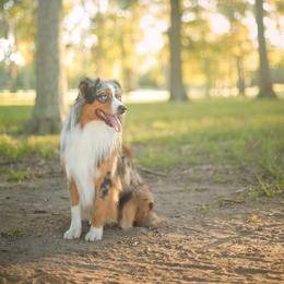 Coast - Australian Shepherd