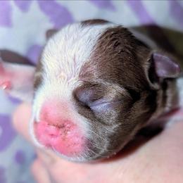 Baby Alice - Red female Boston Terrier puppy in Kingsport, Tennessee from Sleepwalker Bostons