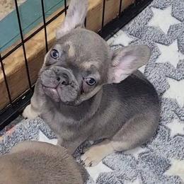 Mary - Blue fawn female French Bulldog puppy in Ardmore, Oklahoma from Big Ox Bulldogs