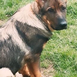 German Shepherds from Shelton’s Shepherds