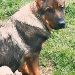 German Shepherds from Shelton’s Shepherds