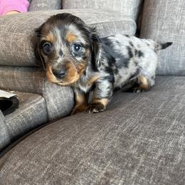 Girl 1 - Dapple female Dachshund puppy in Tonopah, Arizona from Brandie's Dachshunds