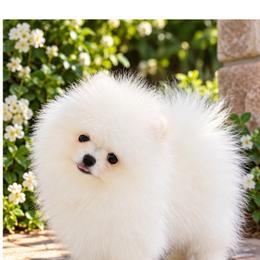 Chantilly - White female Pomeranian puppy in Grand Prairie, Texas from D’ Pomlovers
