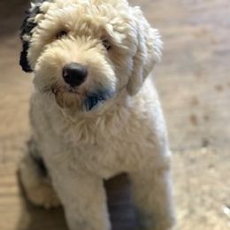 Coton de Tulear and Sheepadoodle All Grown Up from Majestic Creek Puppies