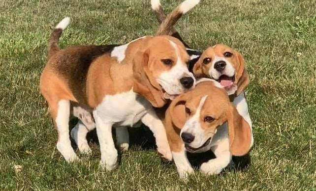 3 Beagles playing.