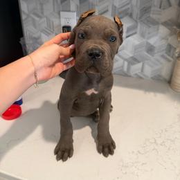 Gray Male 5 - Gray male Cane Corso puppy in Knoxville, Tennessee from Crowned Corso
