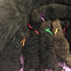 Bouvier des Flandres Puppies from I'm Special Bouviers