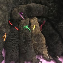 Bouvier des Flandres Puppies from I'm Special Bouviers