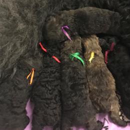 Bouvier des Flandres Puppies from I'm Special Bouviers
