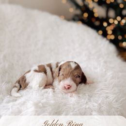 Golden Ring - 12 Days of Christmas - Merle male Goldendoodle puppy in Syracuse, Indiana from The Doodle Cove