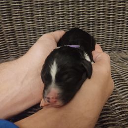 Goldendoodle, Golden Retriever, and Sheepadoodle Puppies from Guppy Puppies