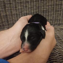 Goldendoodle, Golden Retriever, and Sheepadoodle Puppies from Guppy Puppies