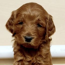 Goldendoodles and Poodles from Red Cliffs Poodles and Doodles