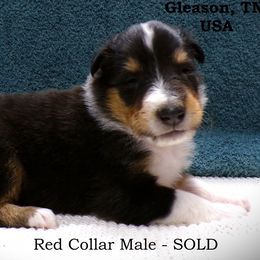Red Collar Tri Color Male - Black white and tan male Collie puppy in Gleason, Tennessee from Liberty Collies