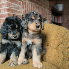 Australian Mountain Doodle Puppies from Brick House Farm Doodles