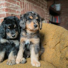 Australian Mountain Doodle Puppies from Brick House Farm Doodles