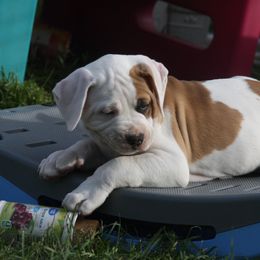American Bulldog Puppies from Ferocia Kennels