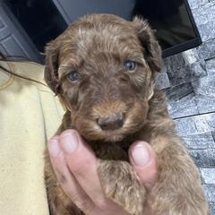 Puppy 10 - Brown female Whoodle puppy in Corinth, Maine from Whoodles of Maine
