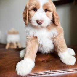 Bernedoodle and Goldendoodle Puppies from Sac River GoldenDoodles & BerneDoodles LLC
