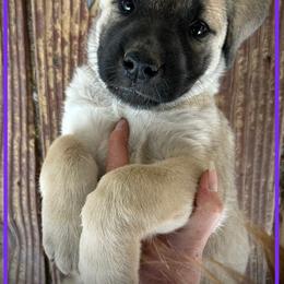 Purple - Fawn female Anatolian Shepherd Dog puppy in Clark, Wyoming from Fyne Acres