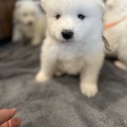 Black - White male Samoyed puppy in Paulden, Arizona from Carefree Samoyeds & Deserthills Labradors