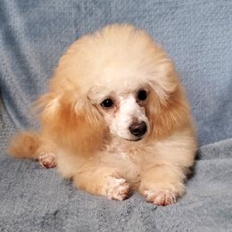 Captain Potty Trained AKC Toy Poodle - Apricot male Poodle puppy in Falcon, Missouri from Cedar House Heritage Poodles | AKC Toy & Miniature Poodle Puppies Raised in Home