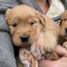 Golden Retrievers and Labrador Retrievers from Mulberry Retrievers