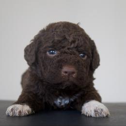 Rocco - Brown male Lagotto Romagnolo puppy in North Barrington, Illinois from Lagotto Illinois