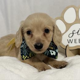 Tigger - Cream male Dachshund puppy in Dothan, Alabama from Little House Pups