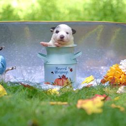 Australian Cattle Dog Puppies from Intermountain Australian Cattle Dogs