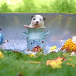 Australian Cattle Dog Puppies from Intermountain Australian Cattle Dogs
