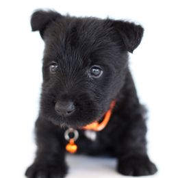 Sawney - Black male Scottish Terrier puppy in Mount Joy, Pennsylvania from K&M Kennel
