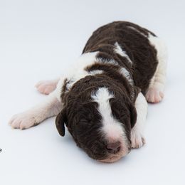 Bernedoodle, Saint Berdoodle, and Sheepadoodle Puppies from Yankee Doodle Puppies