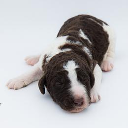 Bernedoodle, Saint Berdoodle, and Sheepadoodle Puppies from Yankee Doodle Puppies