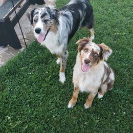 Australian Shepherd and Pembroke Welsh Corgi All Grown Up from Morehead Family Dogs