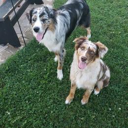 Australian Shepherd and Pembroke Welsh Corgi All Grown Up from Morehead Family Dogs