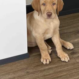 Labrador Retriever Puppies from Branley's Riverside Labradors