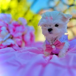 Winter - White and lemon Maltese puppy in Upland, California from Prime Paradise Kennel