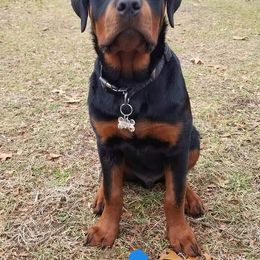 Rottweiler Puppies from Spoon River Rottweilers
