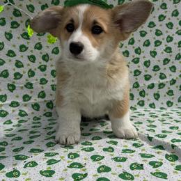 Girl 2 - Red female Pembroke Welsh Corgi puppy in Muskingum County, Ohio from Buckeye Corgi