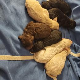 Aussiedoodle, Goldendoodle, and Poodle Puppies from Law Doodles