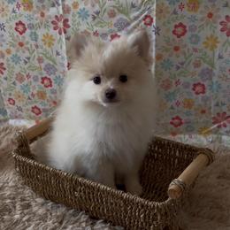 Saye - Cream parti male Pomeranian puppy in University City, Missouri from Textilepoms