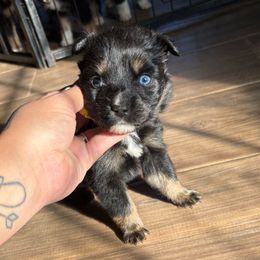 Muichiro-Yellow Male - Black tri-color male Australian Shepherd puppy in Lubbock, Texas from REKN’ Kennel Aussies