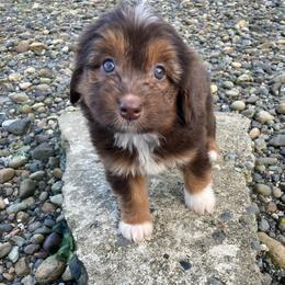 Pringles - female Australian Mountain Doodle puppy in Port Orchard, Washington from Yukon Harbor Doodles