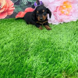 Owen - Black and tan male Dachshund puppy in Chelsea, Oklahoma from Elite Puppies of Oklahoma, LLC