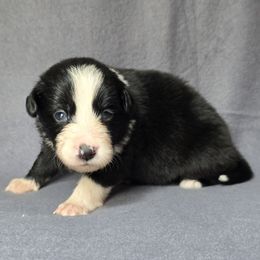 Bug - Black and white female Border Collie puppy in East Brady, Pennsylvania from Riverwood